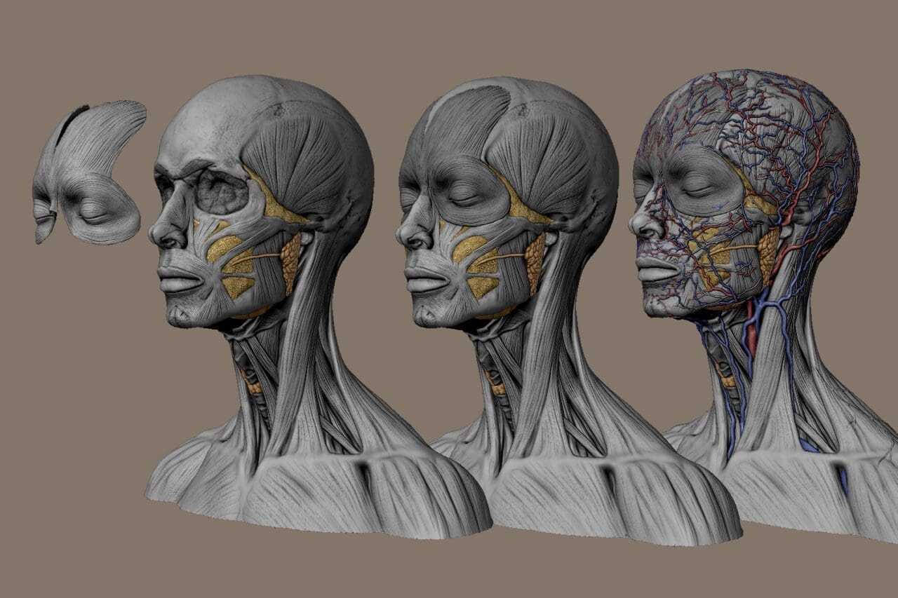 Curso de Anatomía Artística de Cabeza y Cuello en ZBrush