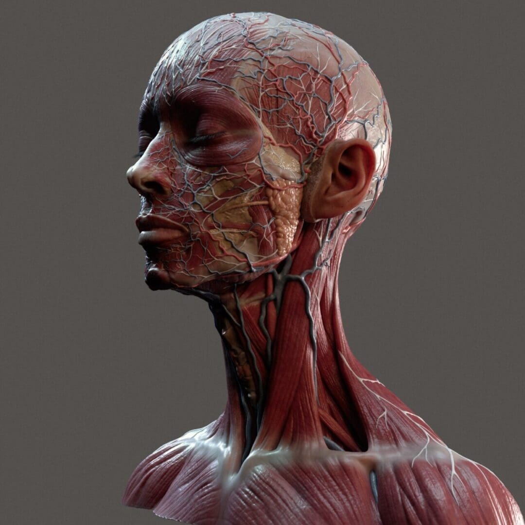 Curso de Anatomía Artística de Cabeza y Cuello en ZBrush