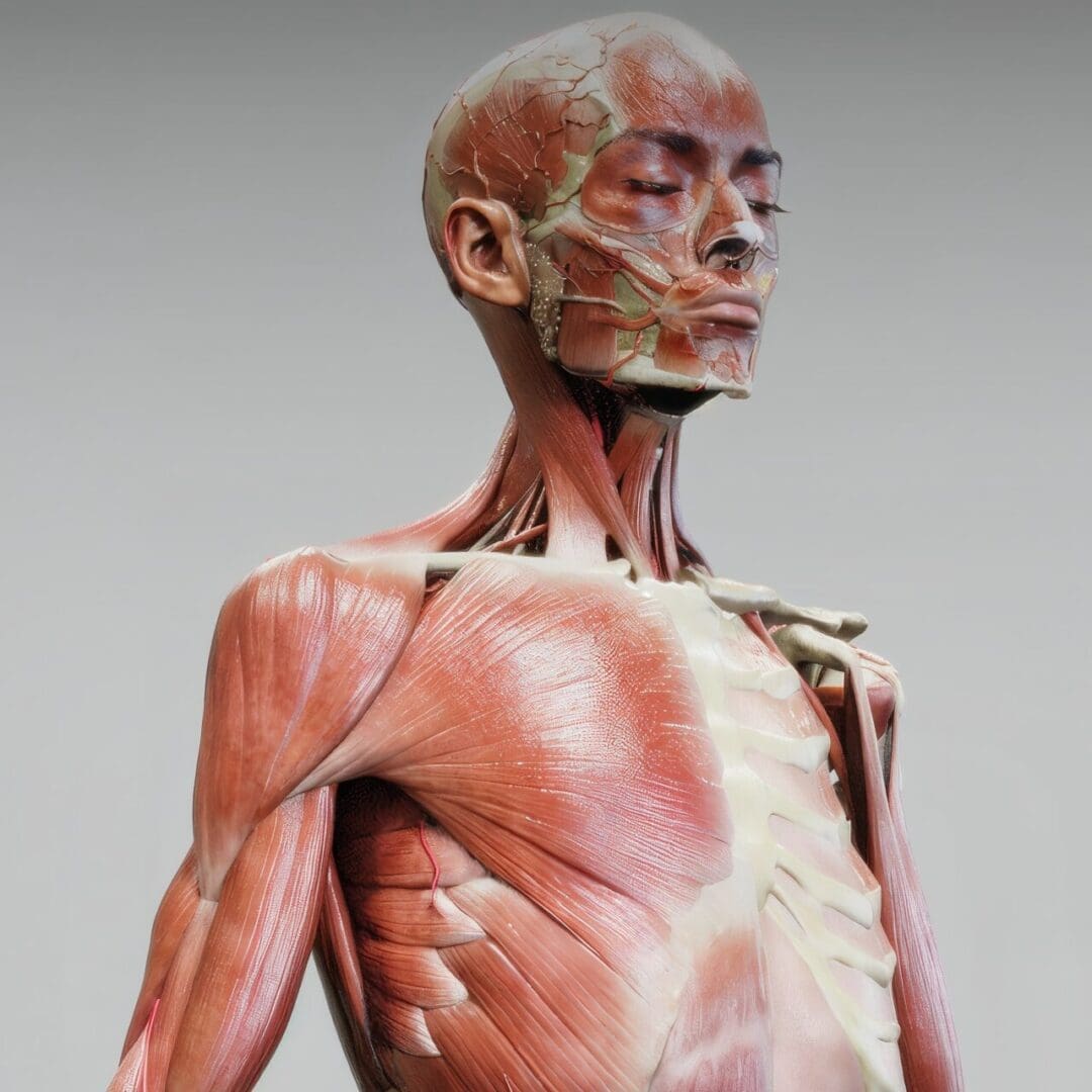 Curso Online de Anatomía Facial y Cuello para Artistas con ZBrush