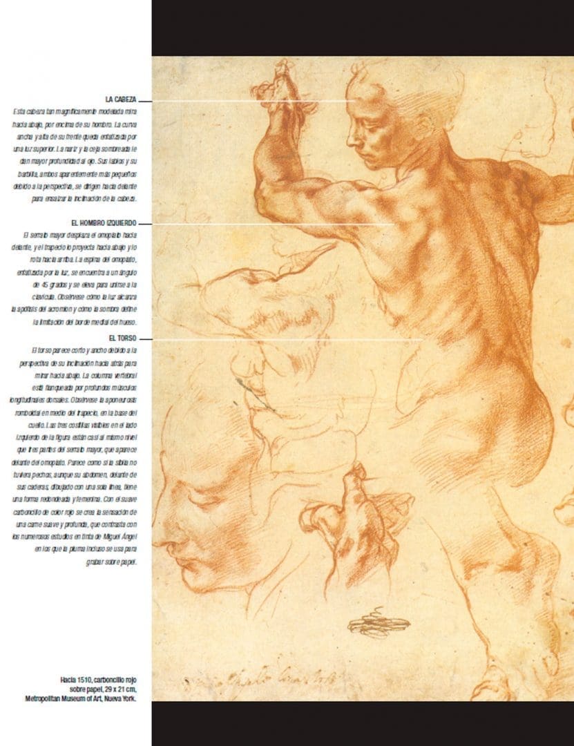 Anatomía para el Artista | Sarah Simblet