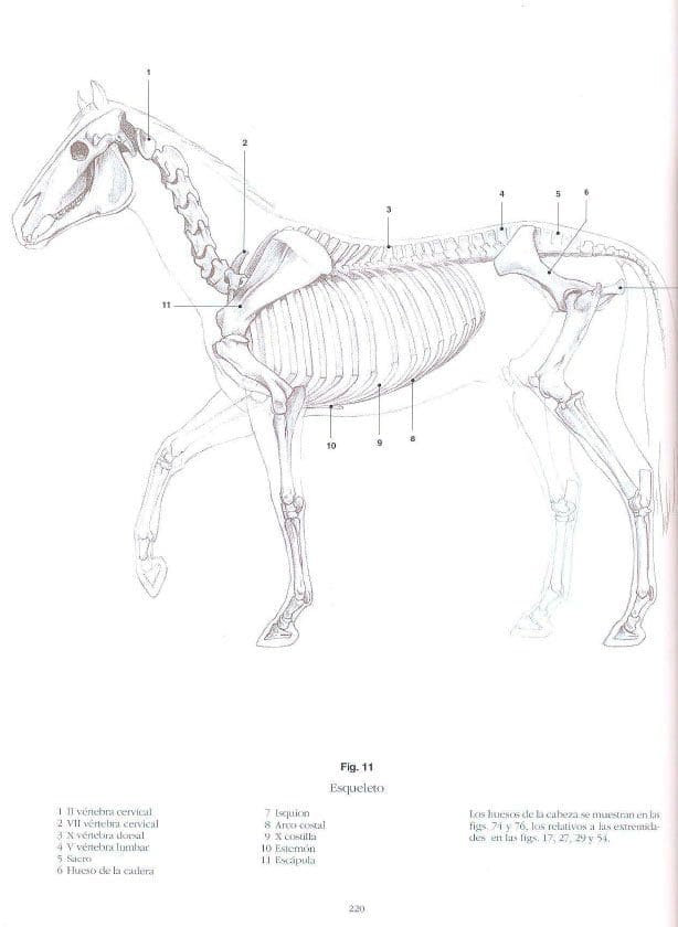 Escuela de Dibujo de Anatomía Animal | András Szunyoghy