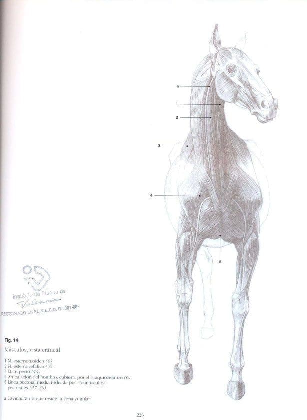 Escuela de Dibujo de Anatomía Animal | András Szunyoghy