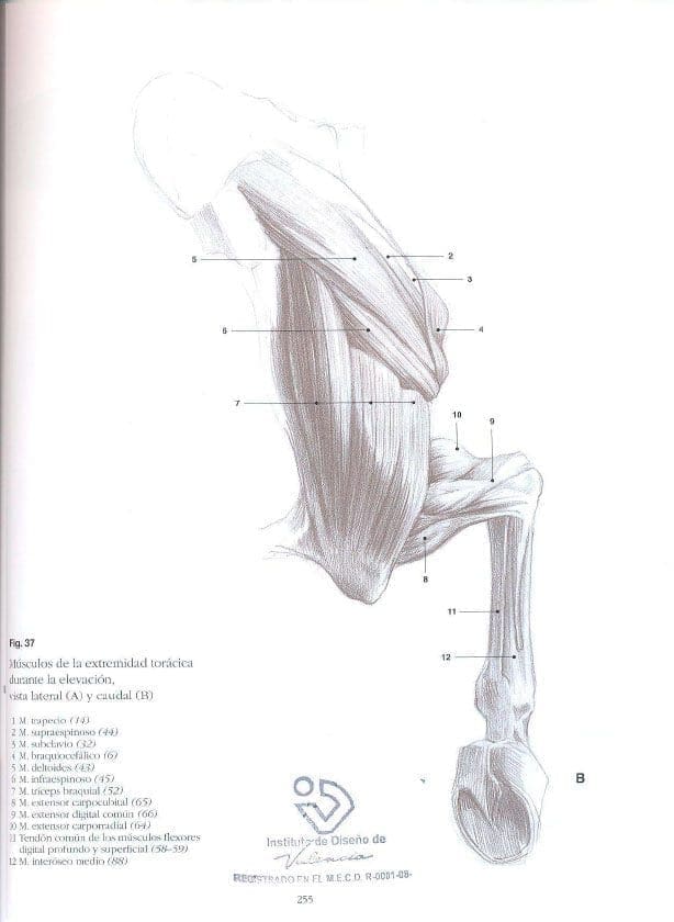 Escuela de Dibujo de Anatomía Animal | András Szunyoghy